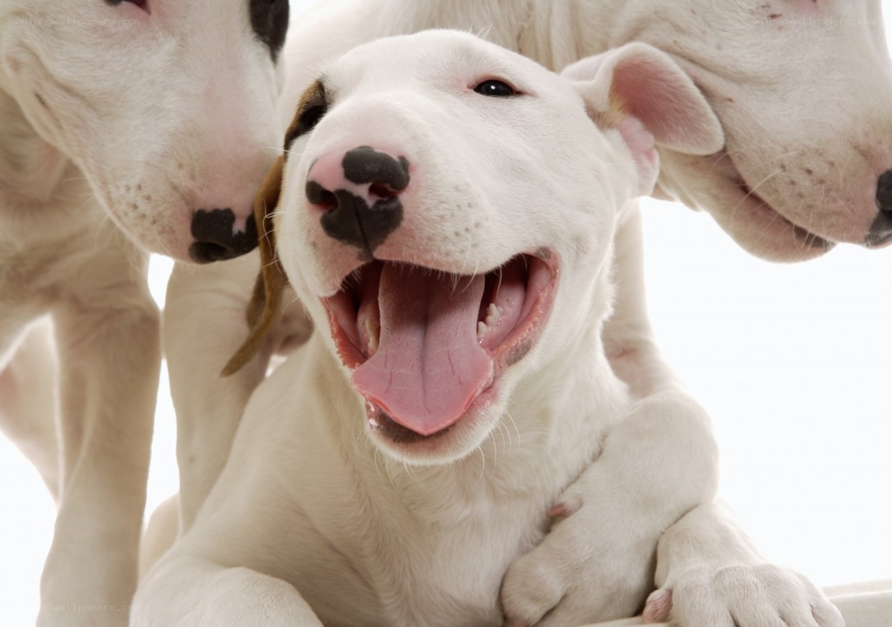 three white puppies playing