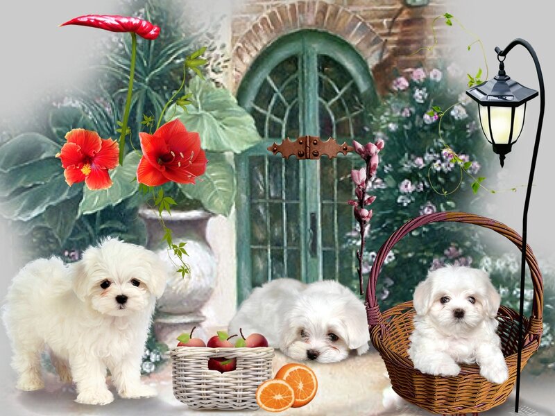 Three White Puppies — Serene