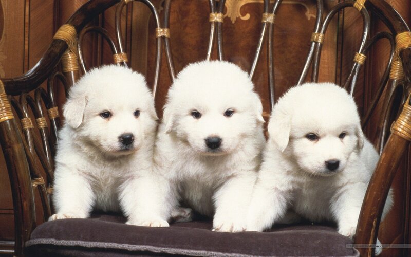 Three White Puppies
