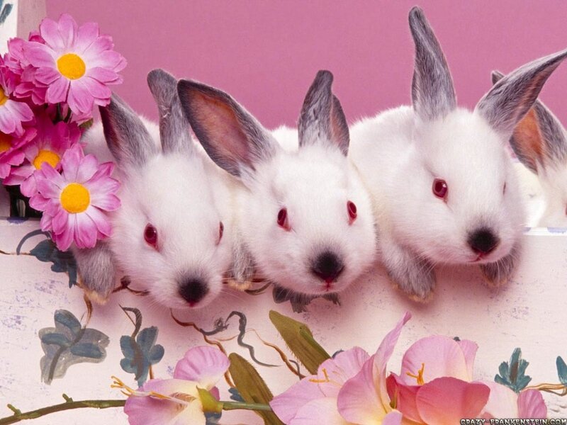 Three White Rabbits — Calm, Photograph, Flowers, Pink Background