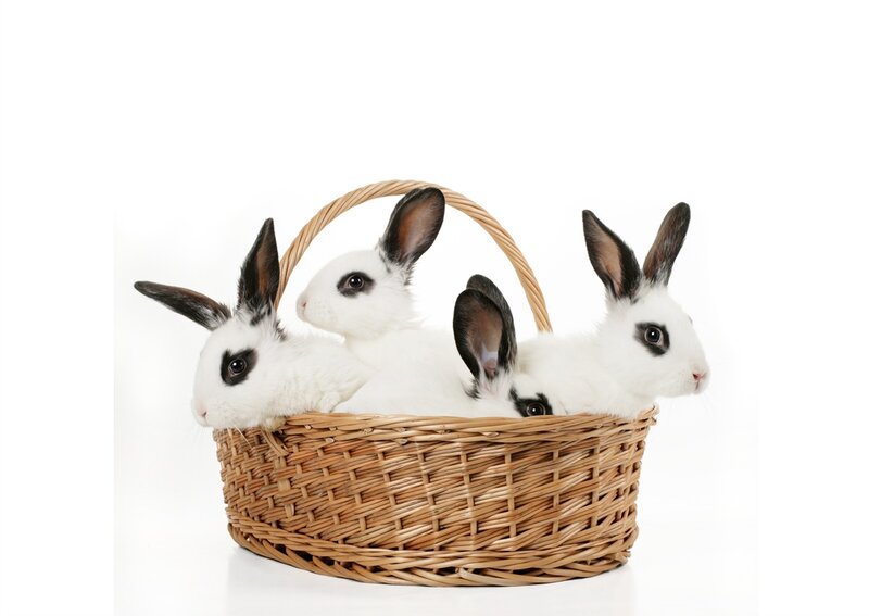 Three White Rabbits — Calm