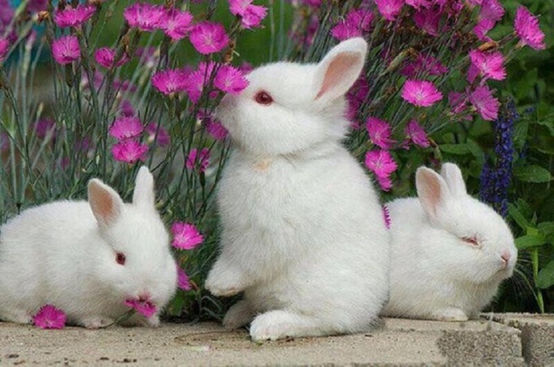Three White Rabbits