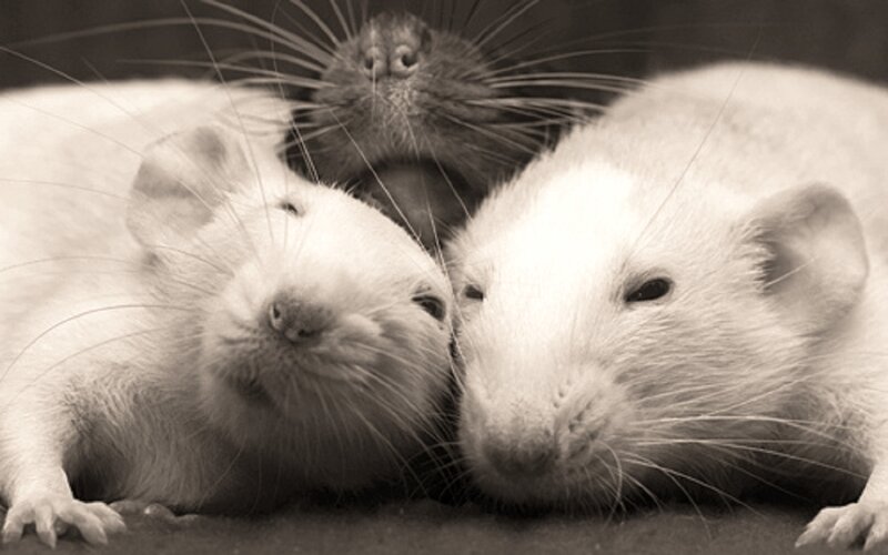 Three White Rats