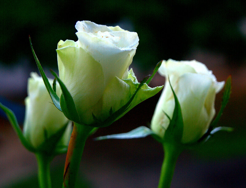 Three White Rose Buds