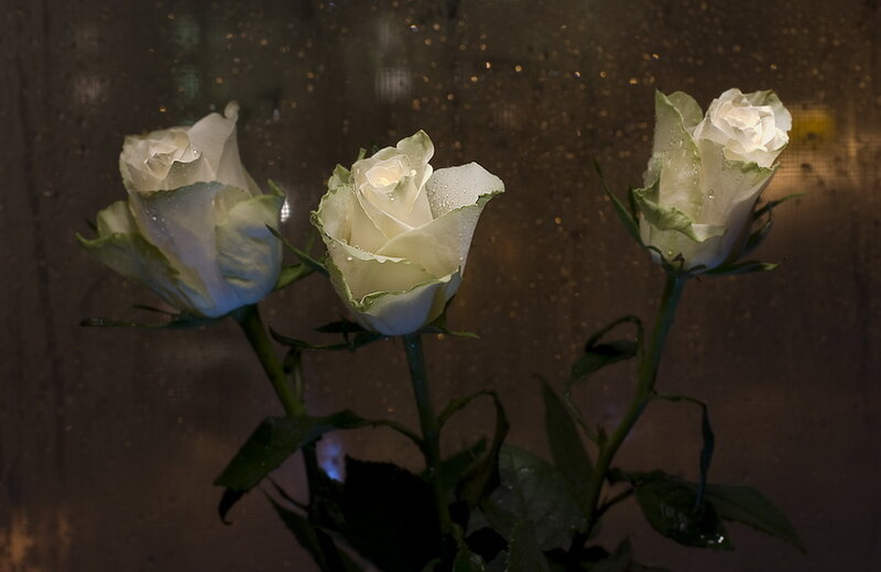 Three White Roses — Calm, Night