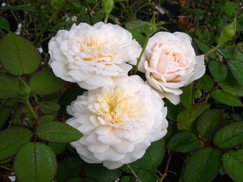 Three White Roses — Calm