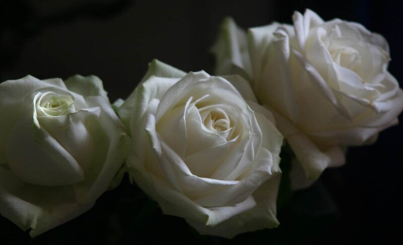 Three White Roses — Dramatic, Photograph