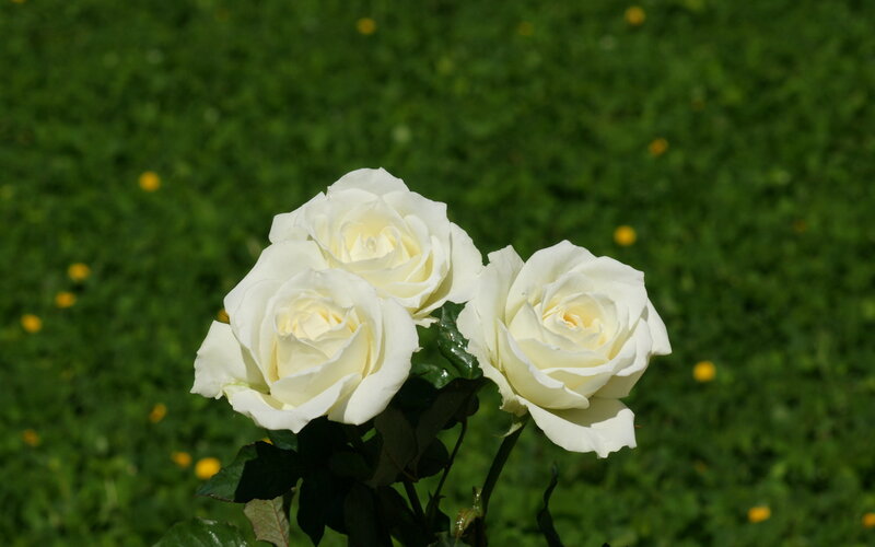 Three White Roses — Serene, Afternoon