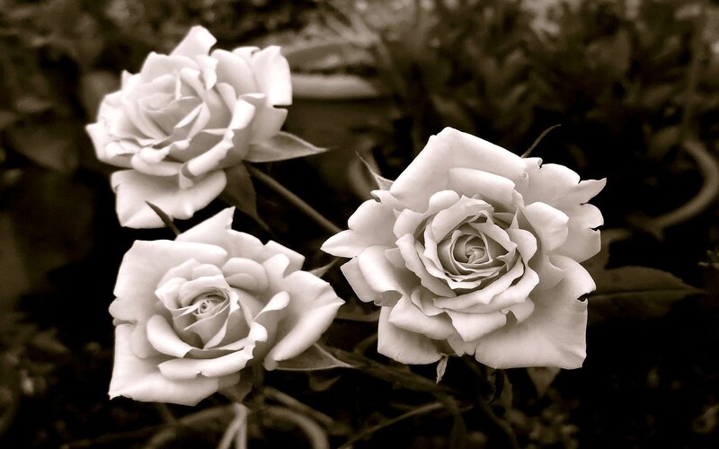 Three White Roses — Serene, Photograph, Flowers, Leaves