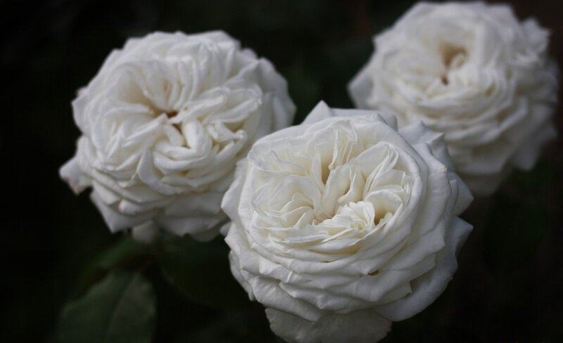 Three White Roses — Serene, Photograph, Flowers