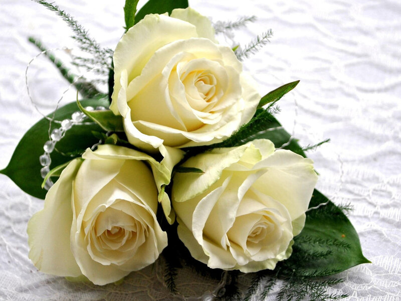 Three White Roses — Serene, Photograph, Green Leaves