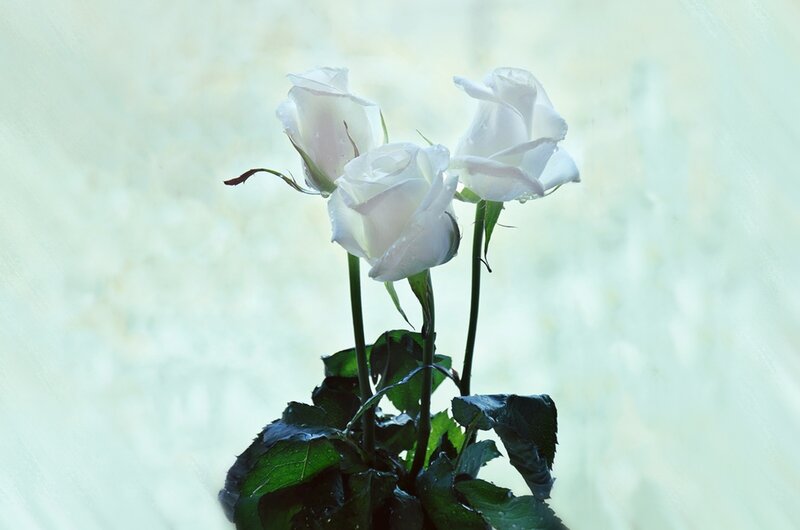 Three White Roses — Serene, Photograph