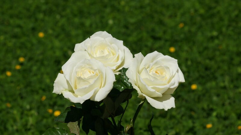 Three White Roses — Serene