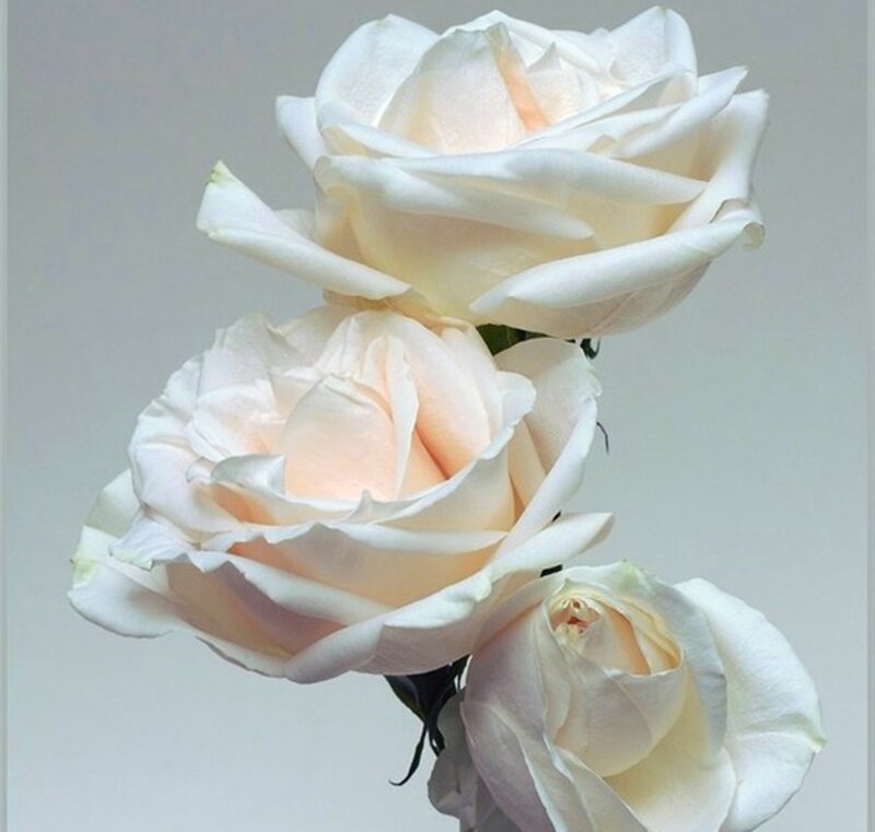 Three White Roses