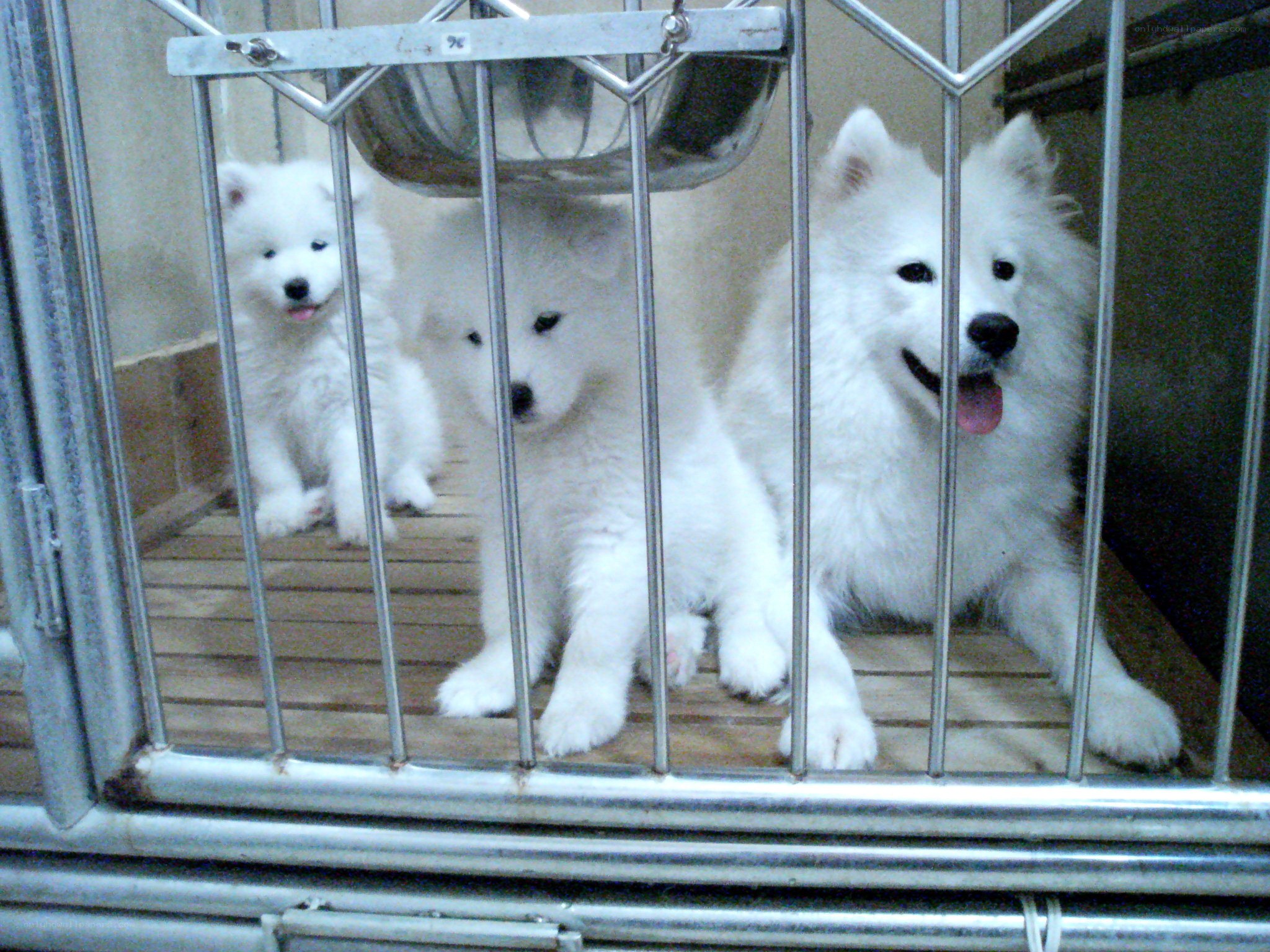 Three white Samoyed dogs in a cage