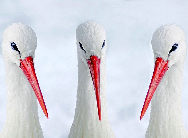 Three white storks in a row