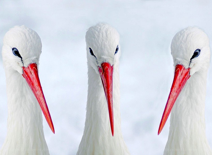 Three white storks in a row