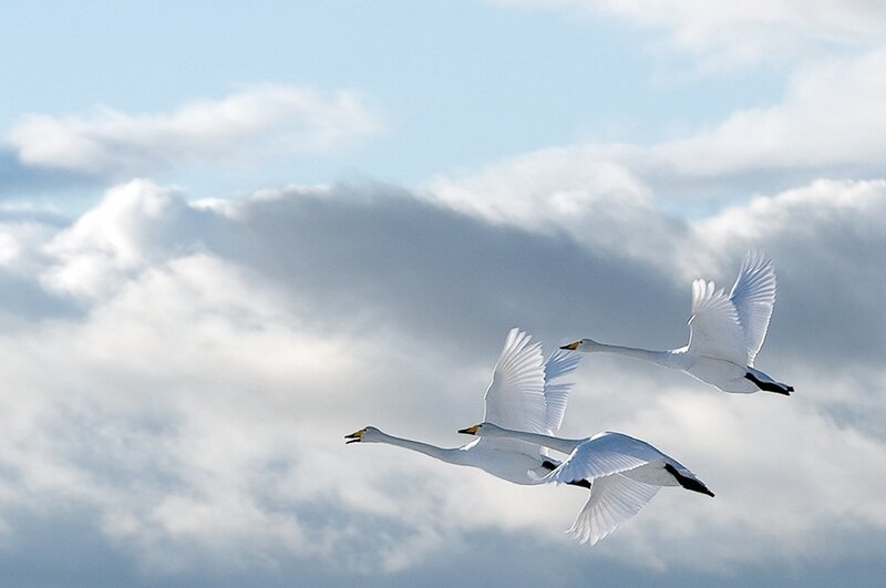 Three White Swans Flying
