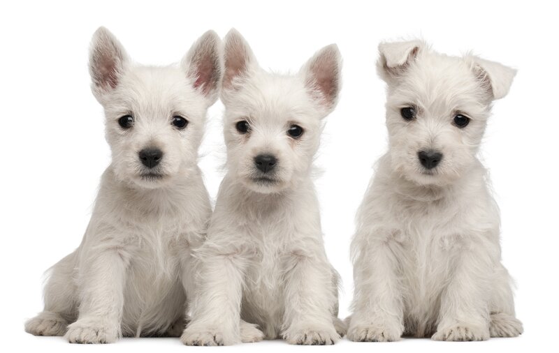 Three White Terrier Puppies
