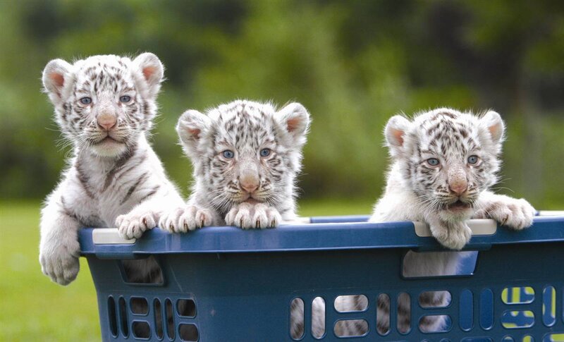 Three White Tiger Cubs — Innocent