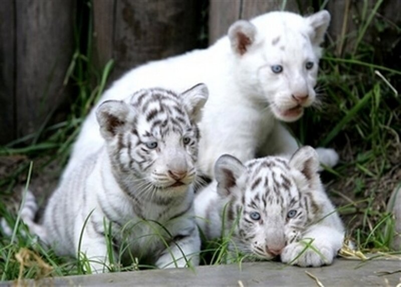 three white tiger cubs