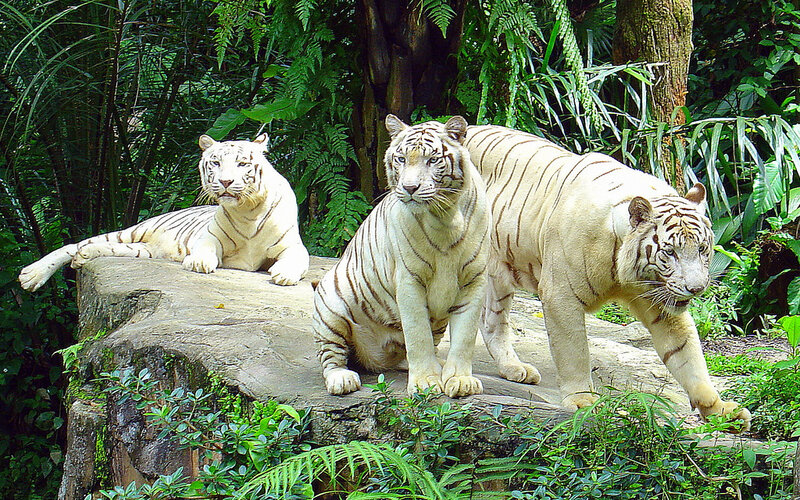Three white tigers in a forest