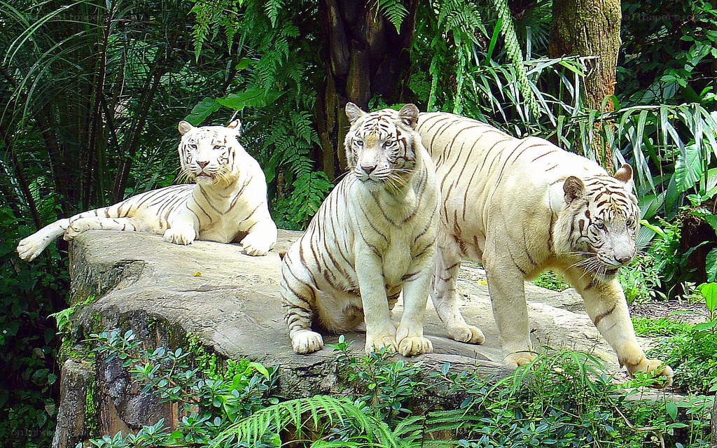 Three white tigers in a forest