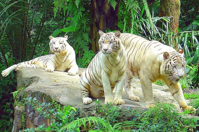 Three white tigers in a jungle