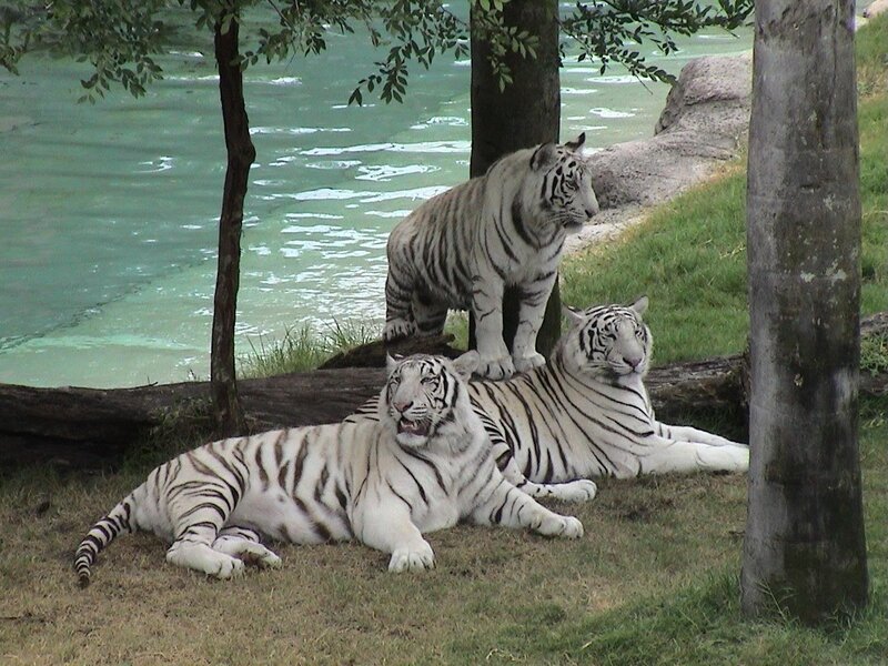 Three white tigers in enclosure