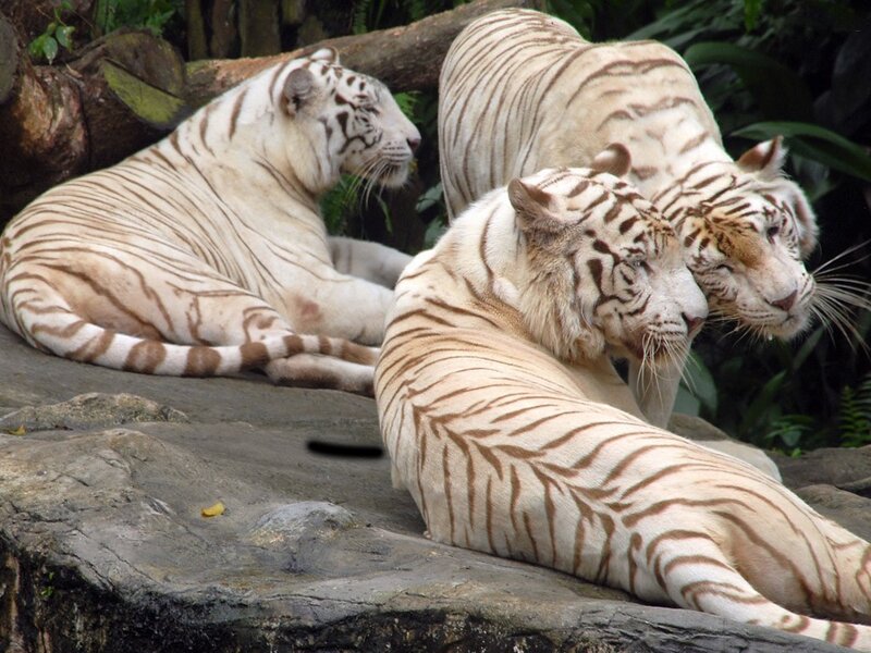 three white tigers resting