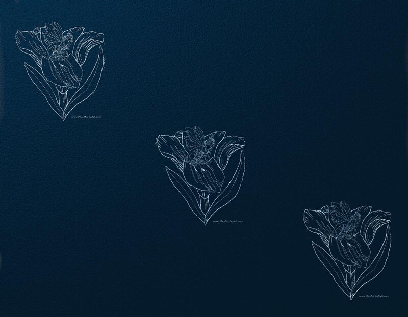 three white tulip drawings