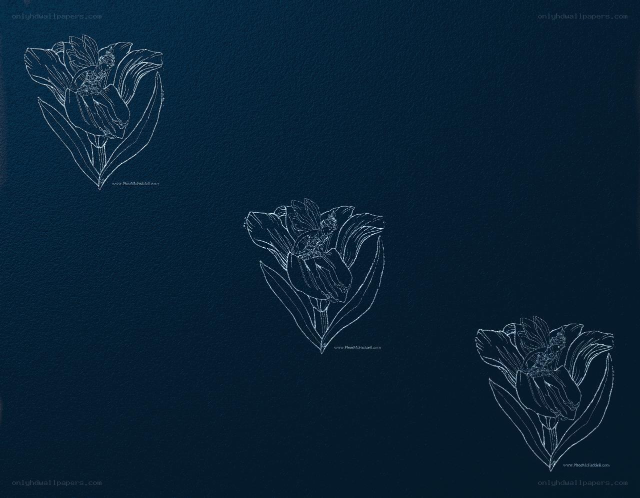 three white tulip drawings