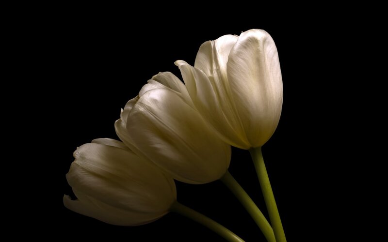 Three White Tulips — Dramatic, Photograph, Stems