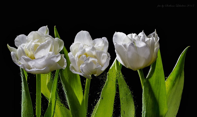 Three White Tulips — Dramatic, Photograph