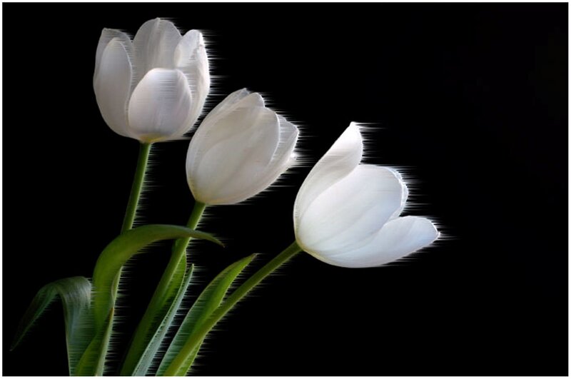Three White Tulips — Dramatic
