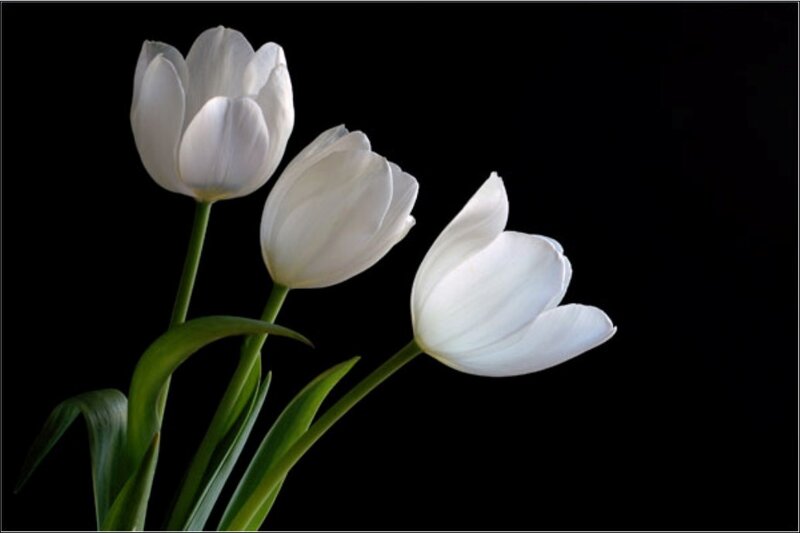 Three white tulips on black