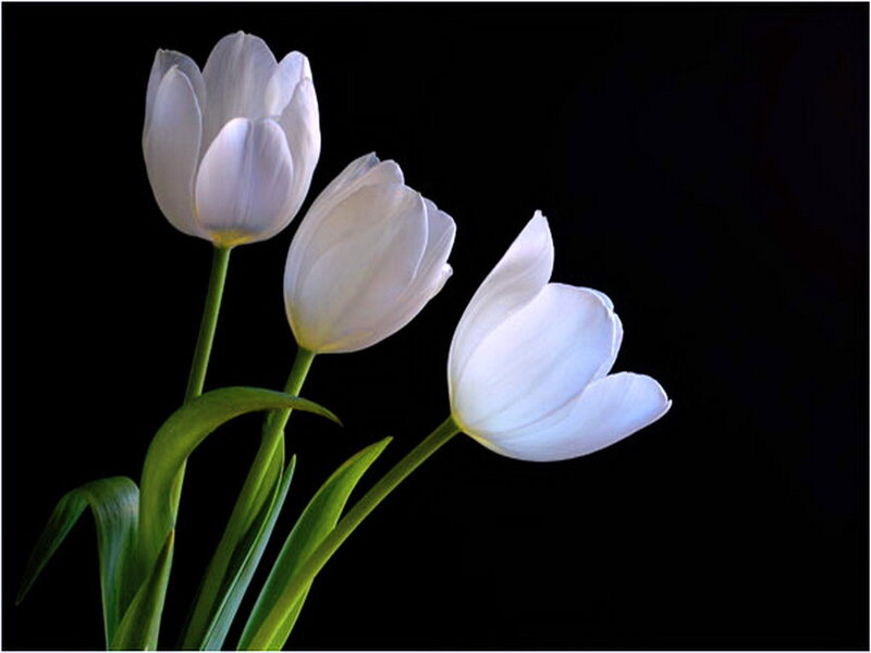 Three White Tulips — Serene