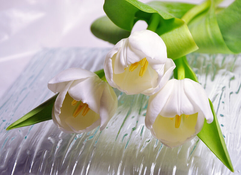 Three White Tulips