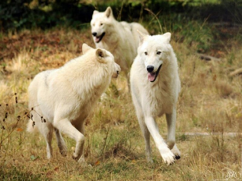 Three White Wolves — Active