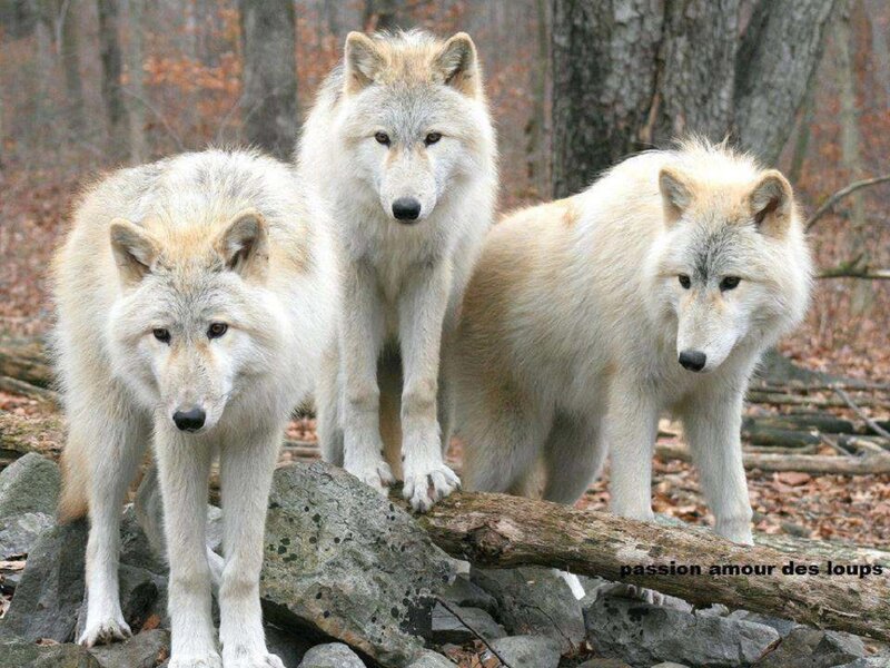 Three White Wolves — Alert, Autumn, Photograph, Forest, Rocks, Log