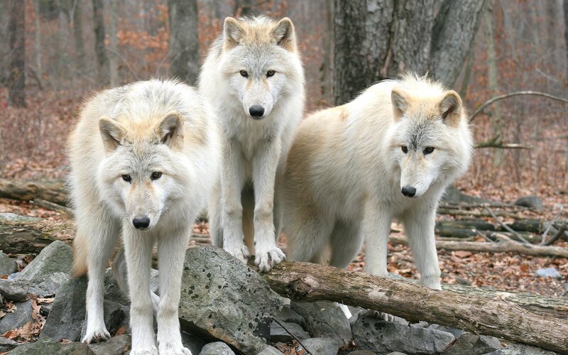 Three White Wolves — Alert, Autumn, Photograph, Forest, Rocks, Logs