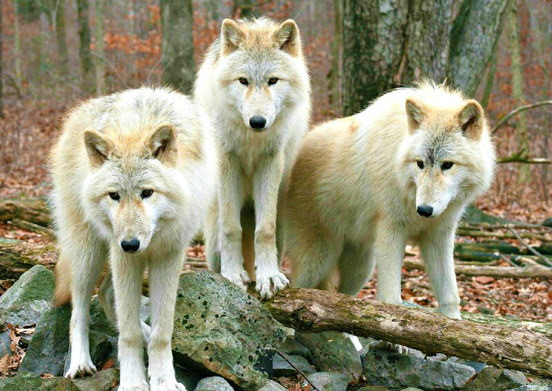 Three White Wolves — Alert, Autumn, Photograph, Forest, Rocks