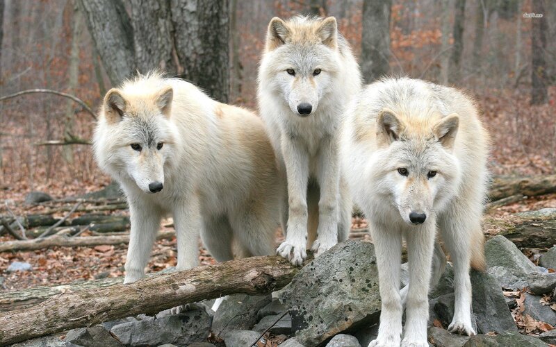 Three White Wolves — Alert, Autumn, Photograph, Forest, Rocks, Trees