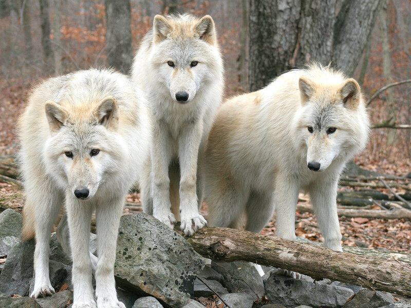 Three White Wolves — Alert, Autumn, Photograph