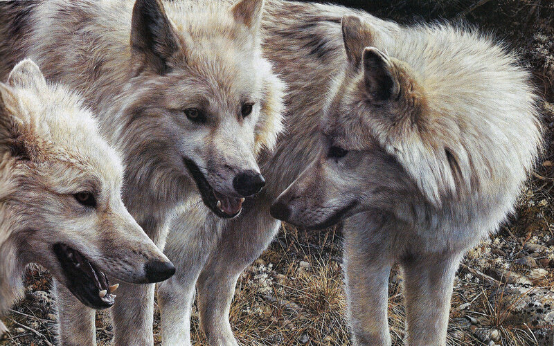 Three White Wolves — Alert