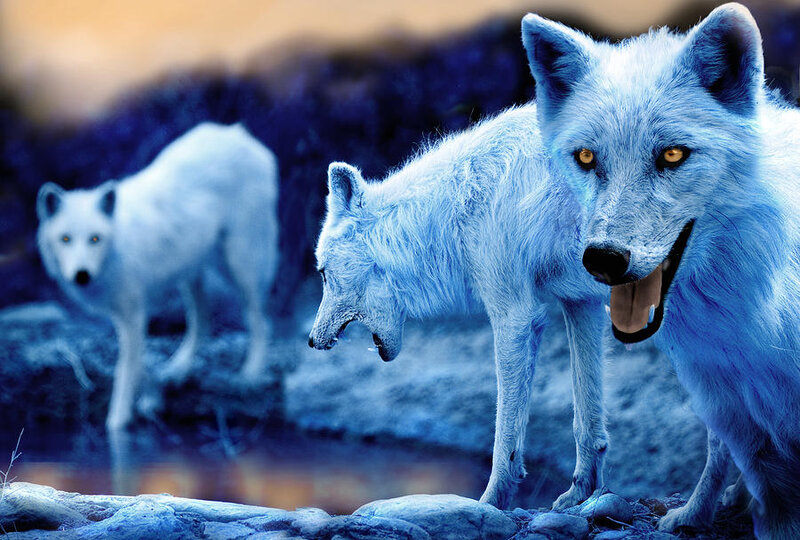 Three White Wolves — Blue