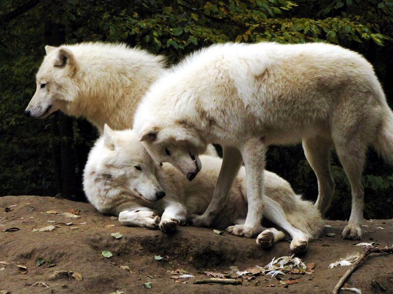 Three White Wolves — Calm, Autumn