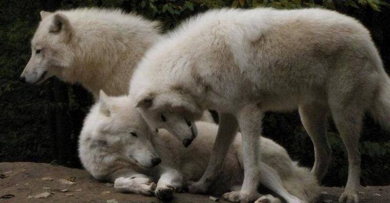 Three White Wolves — Calm, Photograph