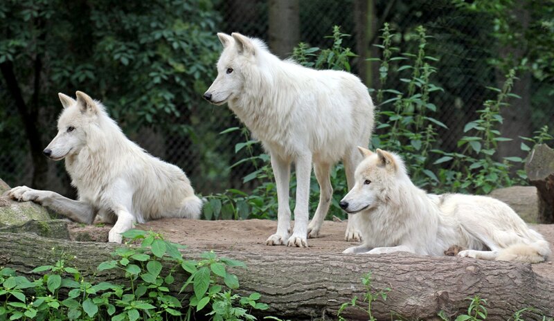 Three White Wolves — Calm