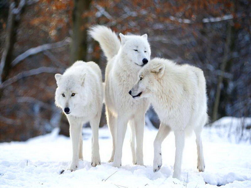 Three White Wolves — Calm, Winter